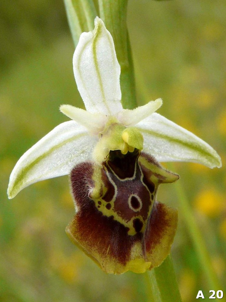 Ophrys dinarica (=Ophrys personata)  in Abruzzo